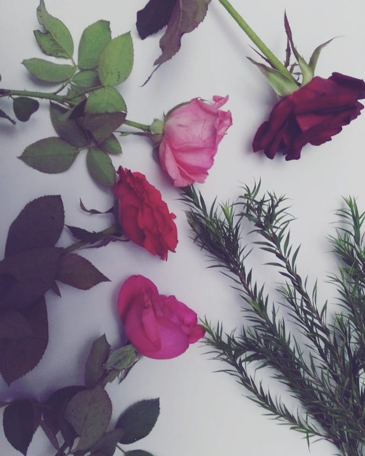rose
