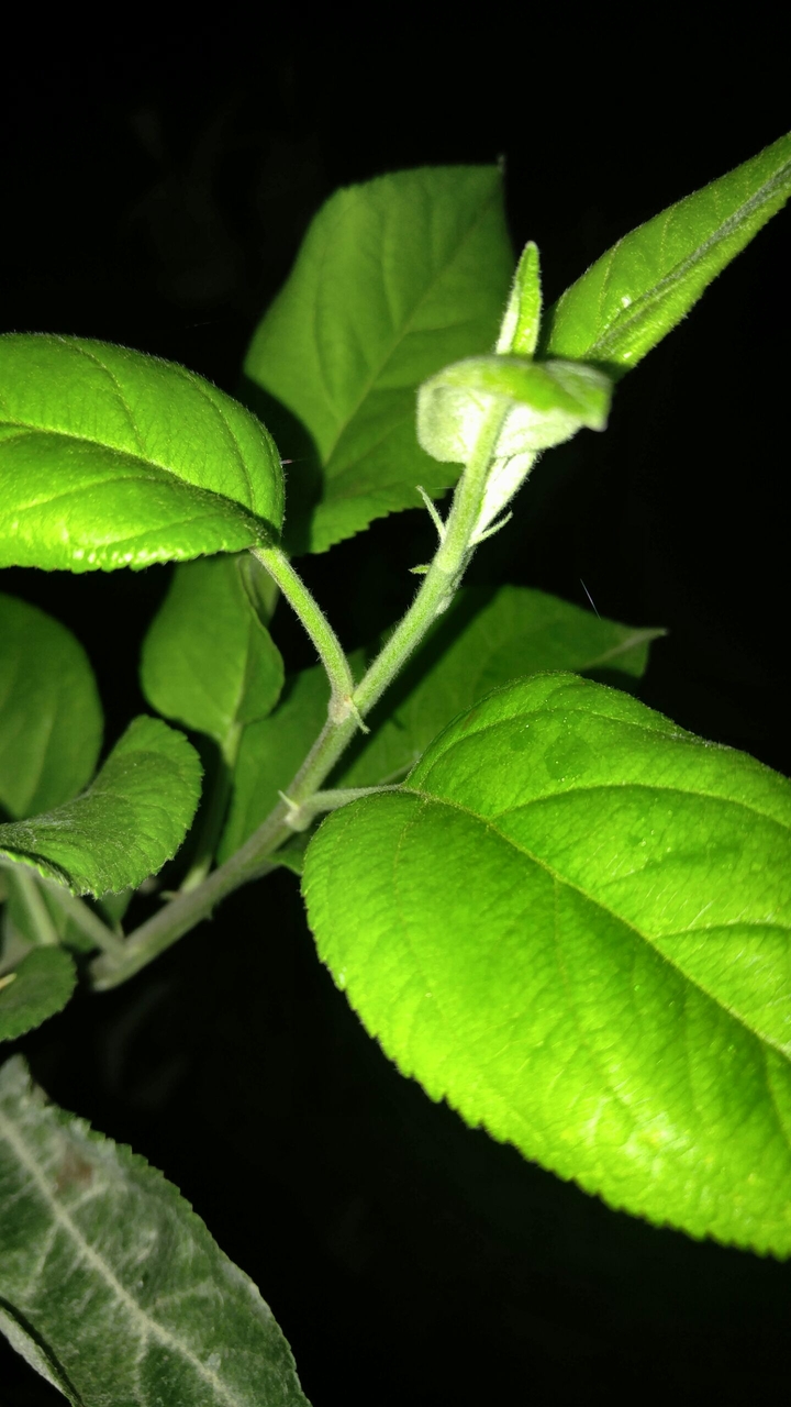 aaa