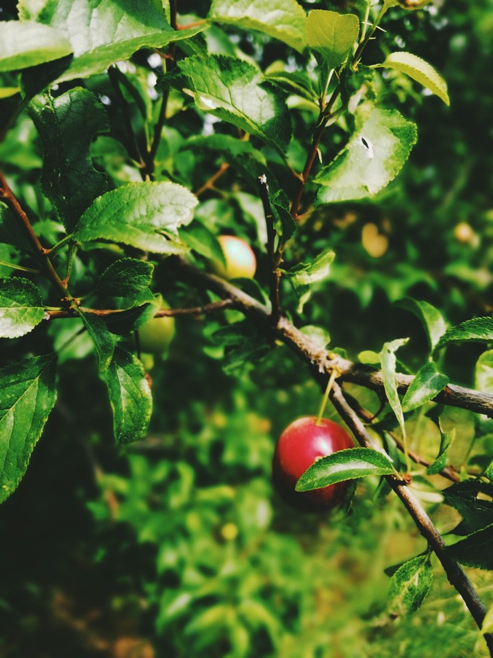 cherry