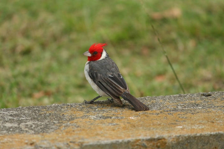 bird
