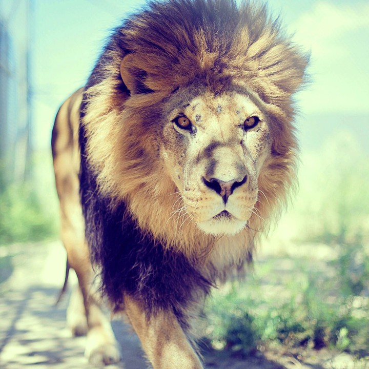 the king of the forest