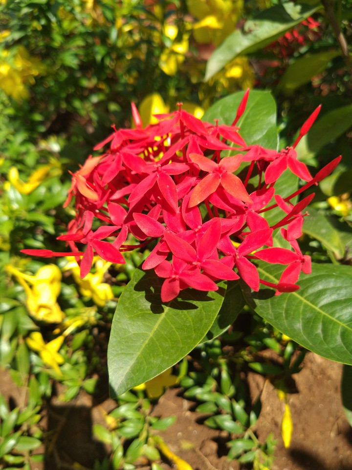 Red flower