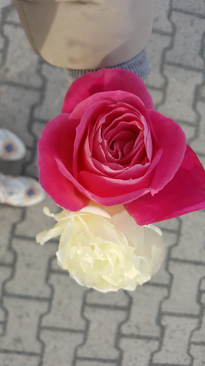 pembe&beyaz gül