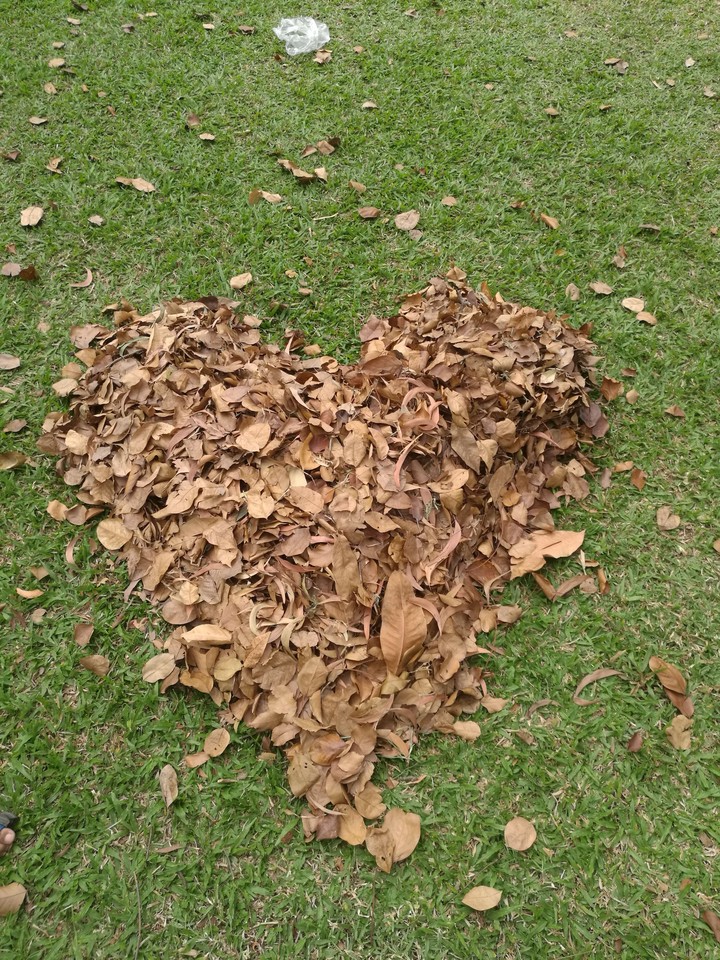 leaf heart