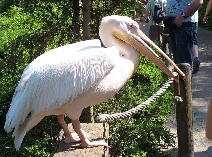 zoo de Lille