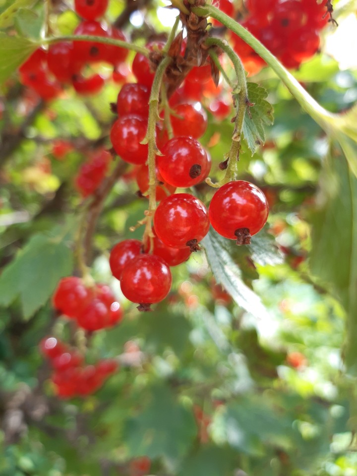 Berries