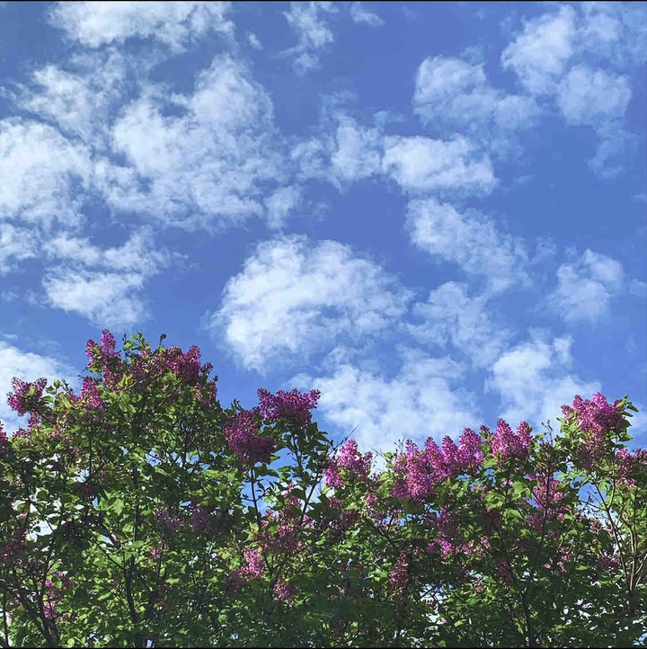 Lilac