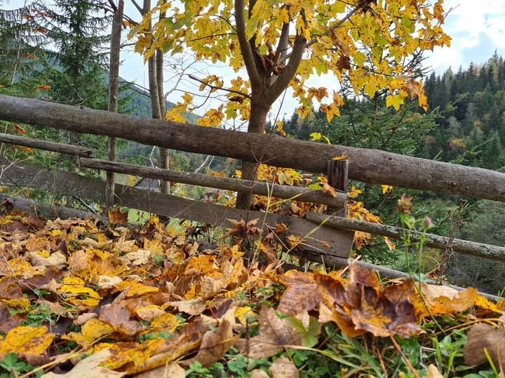 Autumn