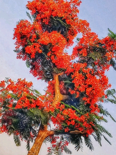 fire tree