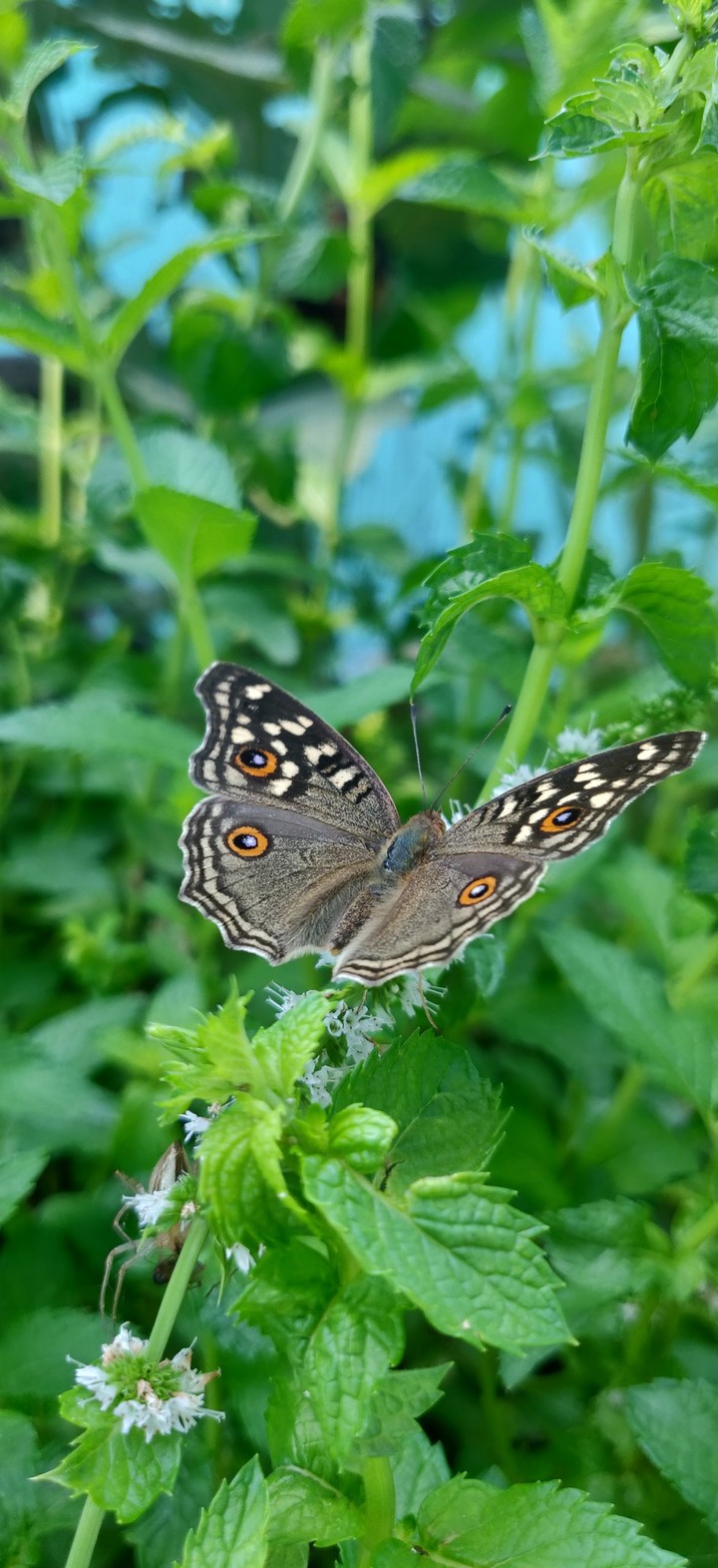 butterfly