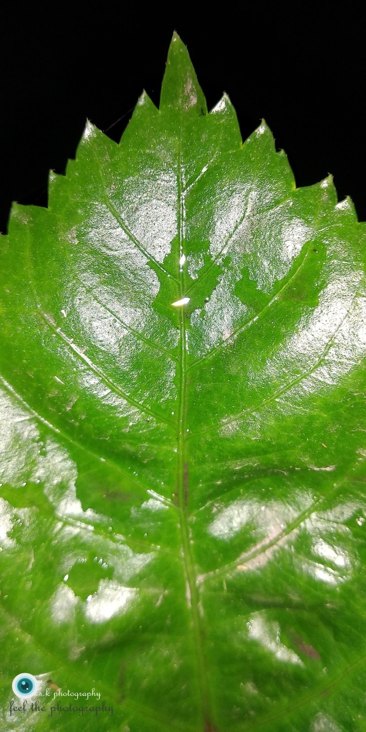 creative leaf