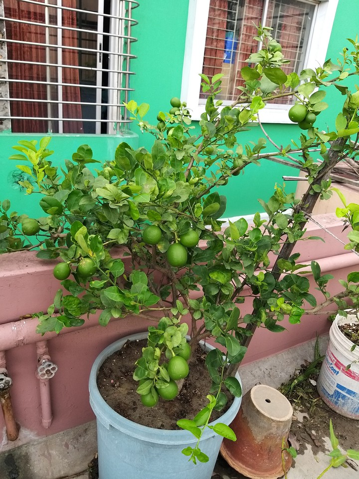lime tree