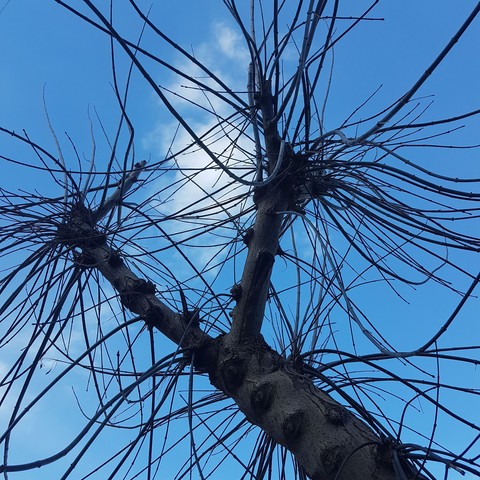 tree