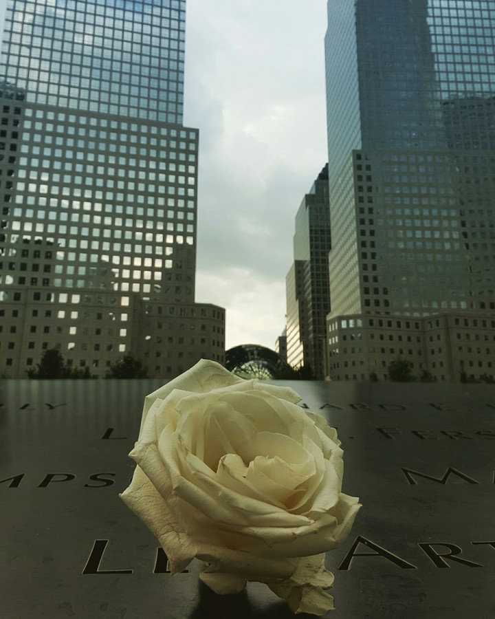 white rose
