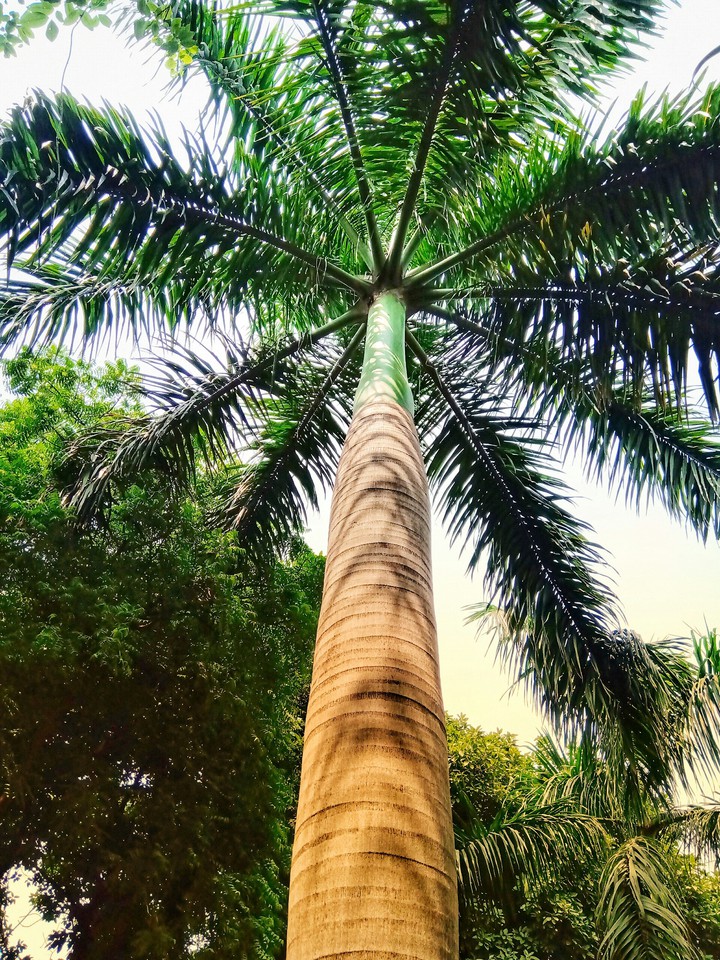 Morning shots - Tree