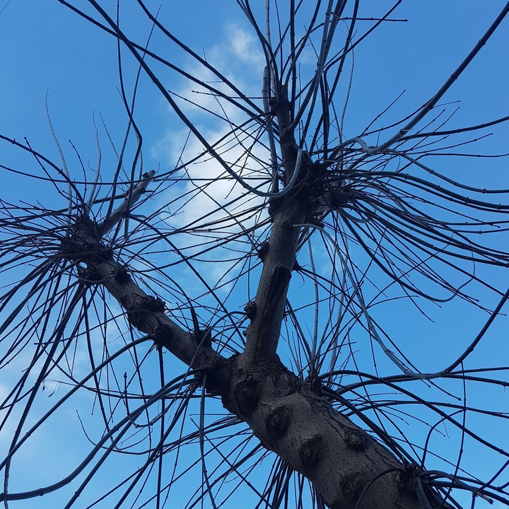 tree