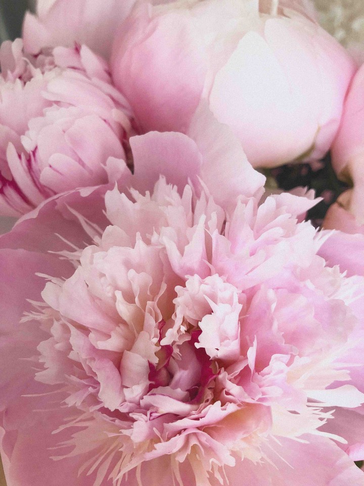 peonies