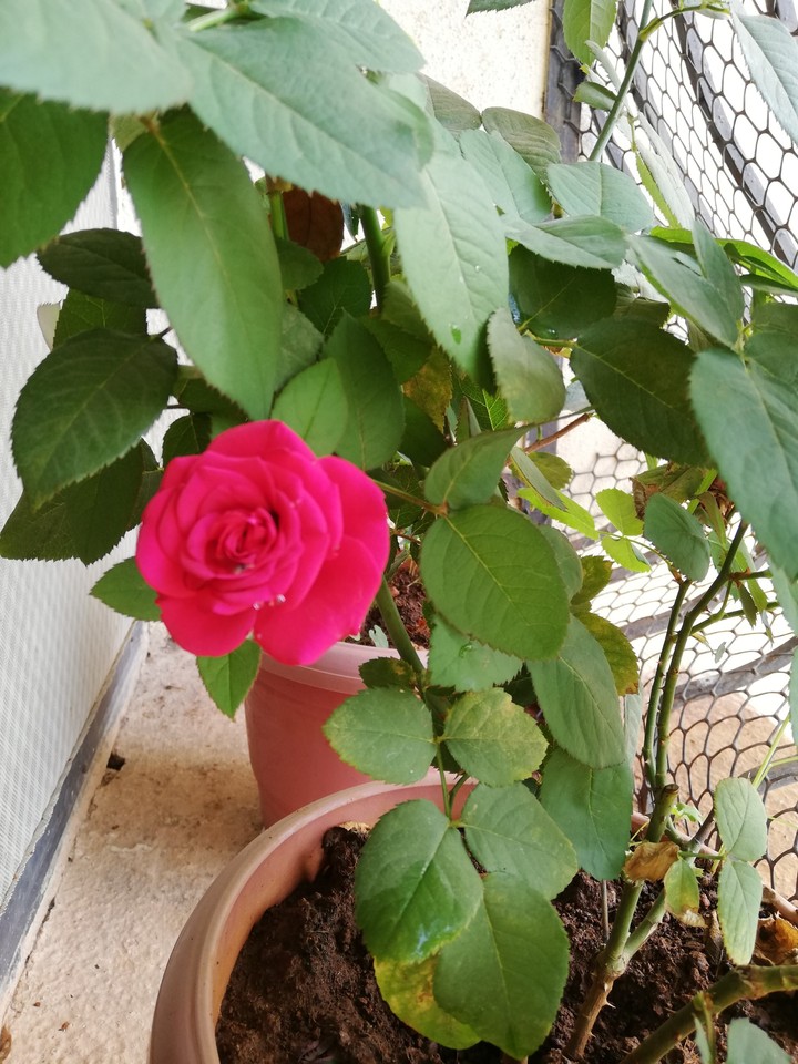 Young Rose ?