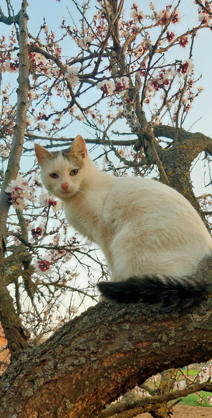 White cat