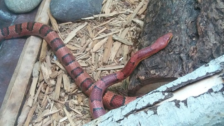 Snake, Cape May Zoo