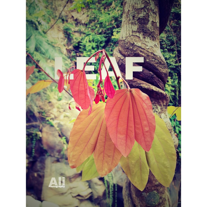#Leaf