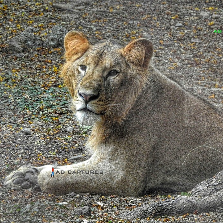 lion