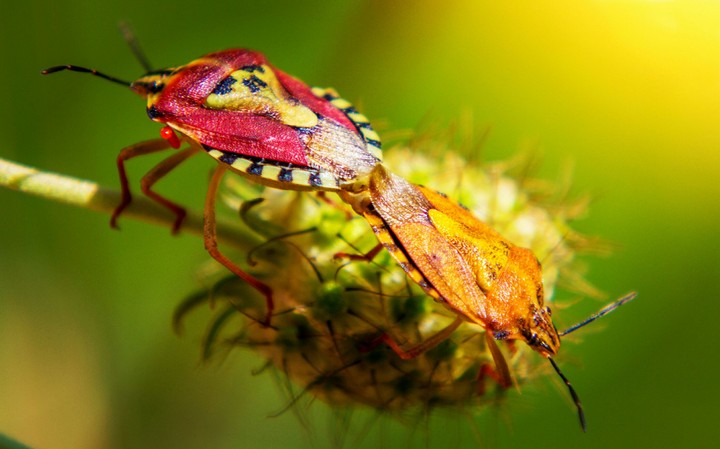 Colourful Love