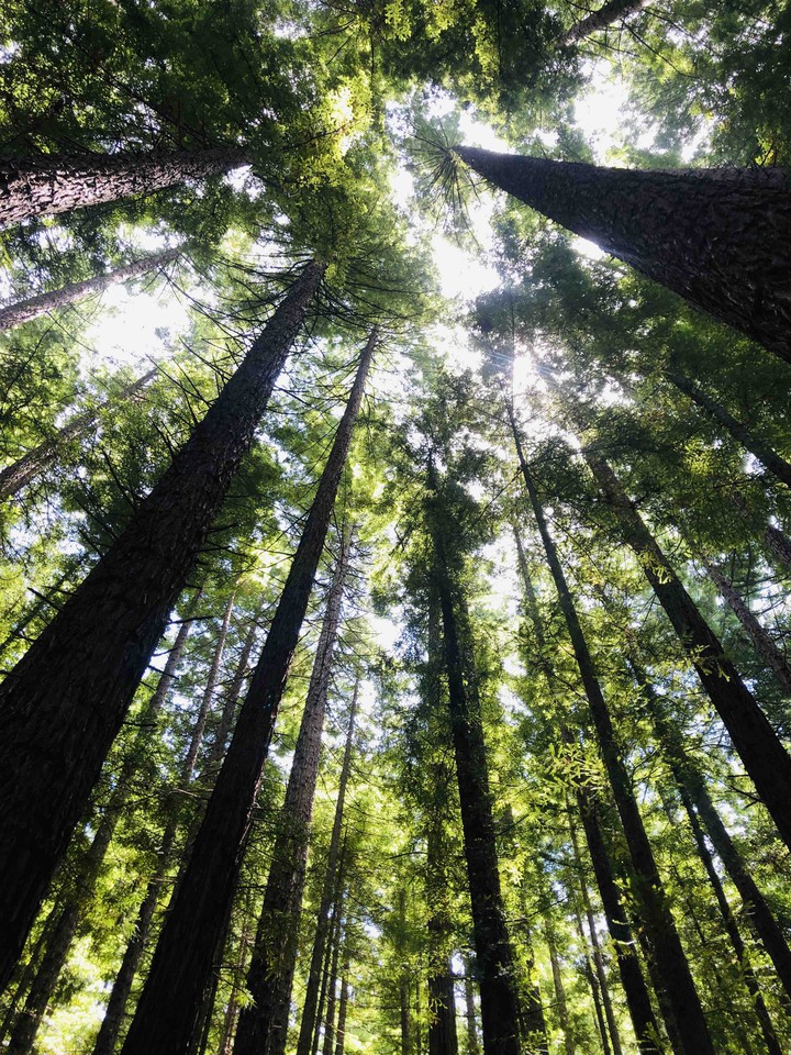 Redwood Forest #Melbourne