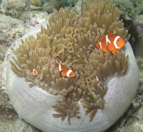 sfondi Fish, clownfish