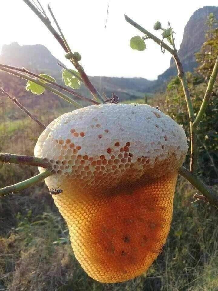 Honey