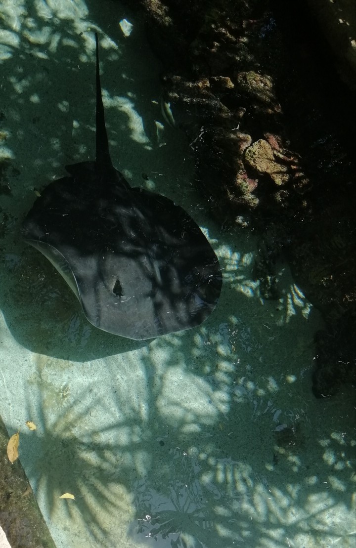 Manta raya.
