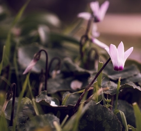 тапети lilies, petal