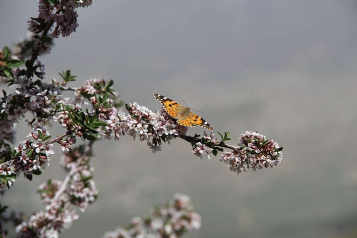 iran, Nature