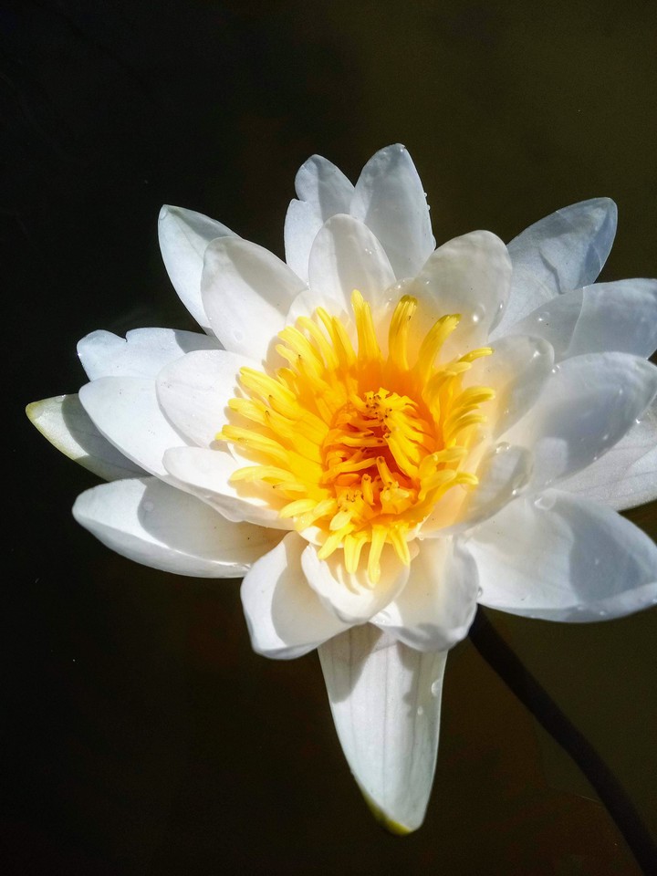 water lily