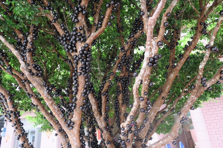 Jaboticaba