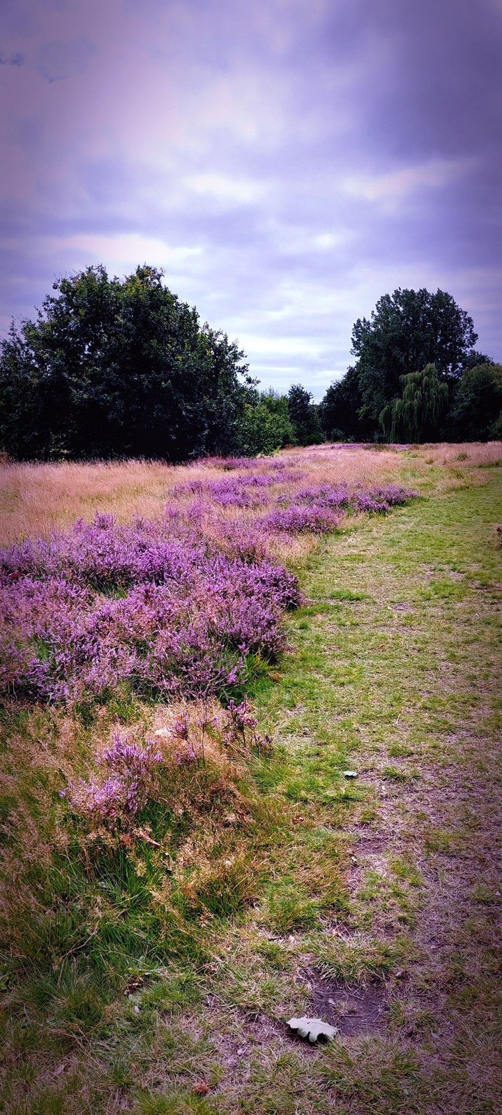 purple lush
