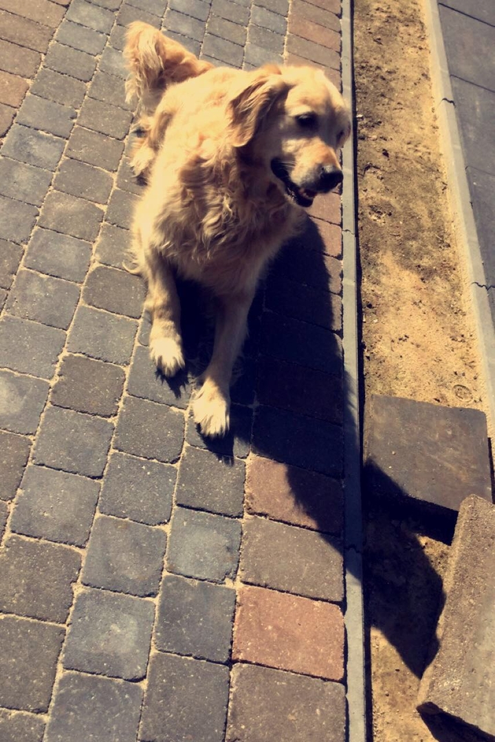 dog