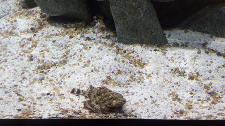 AquaRio