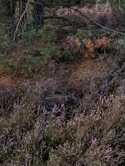Purple, Sand, Shrubland