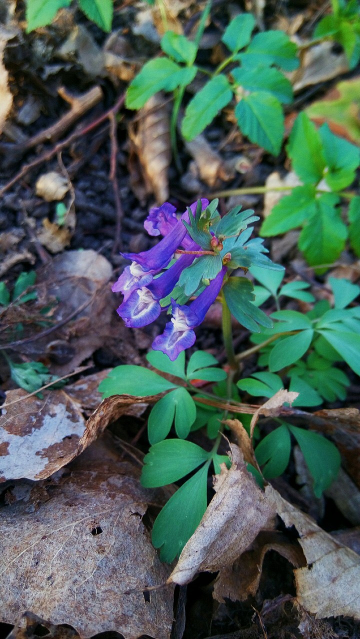 spring awake
