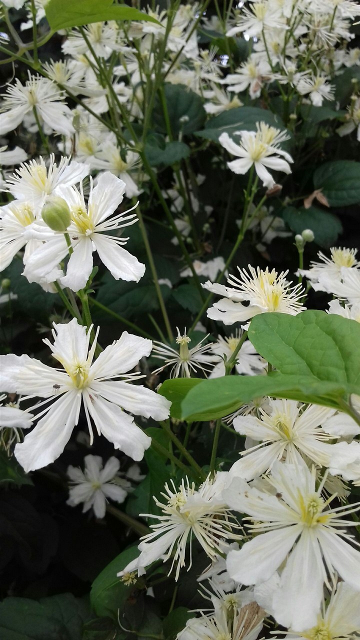 Jasmine