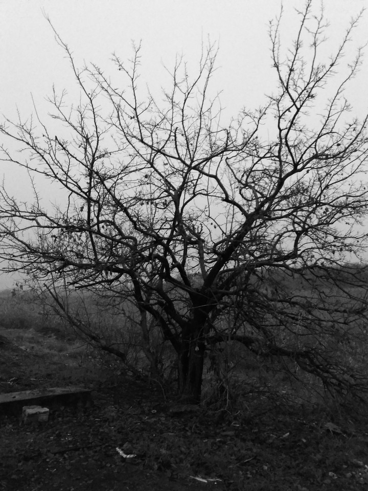 tree