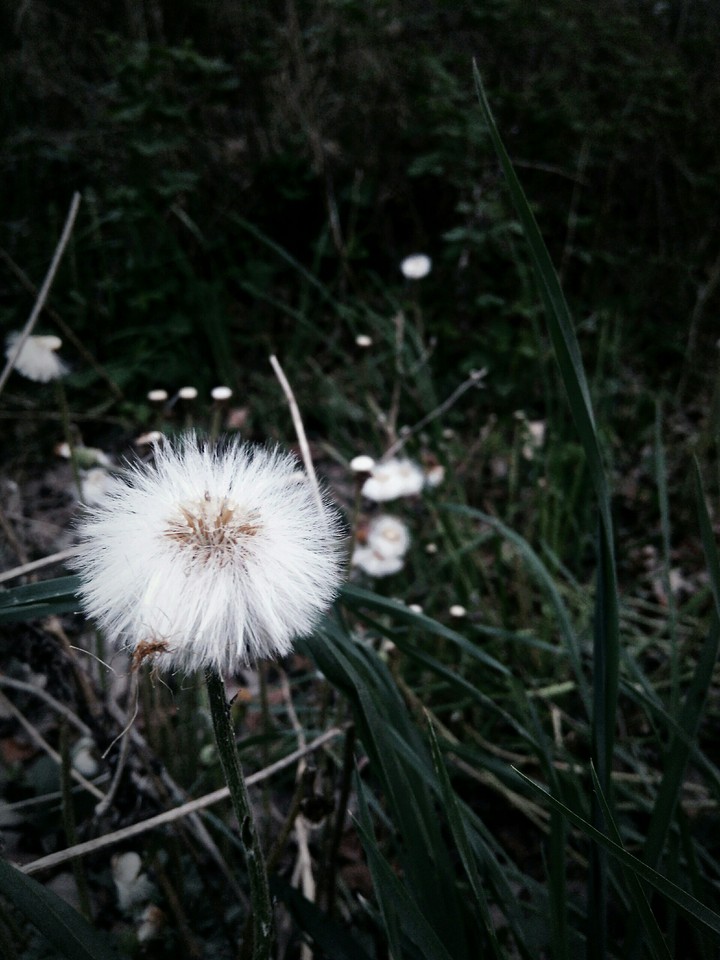 Delicate