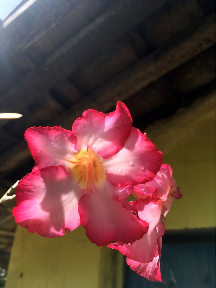 Flower - flor 3
