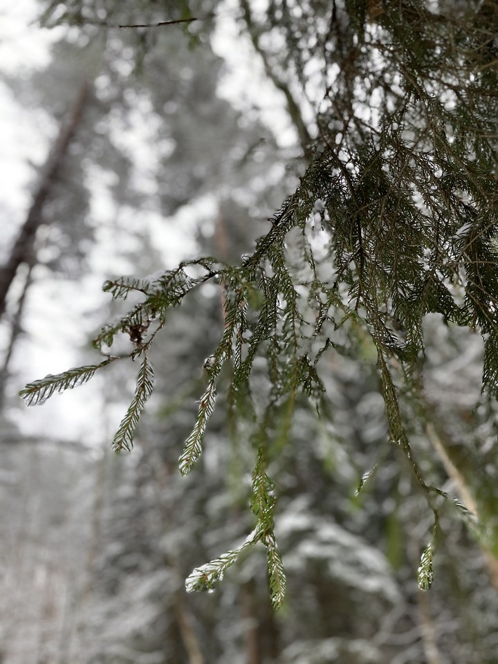 fir tree branch