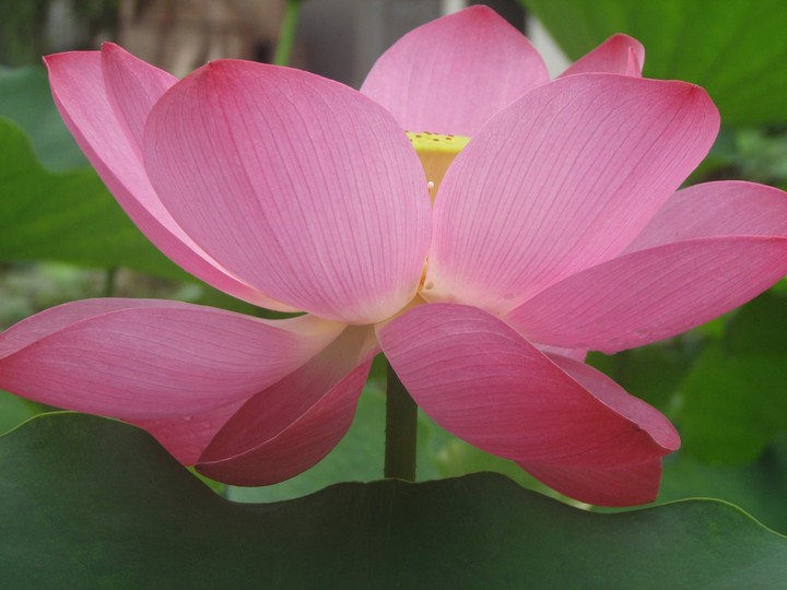 Lotus