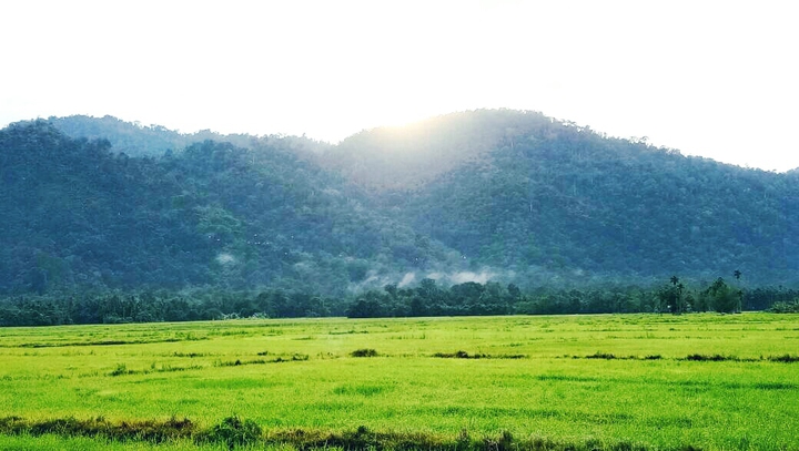 Paddy field