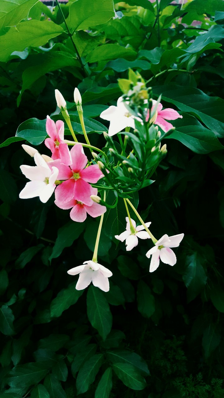 pink flower