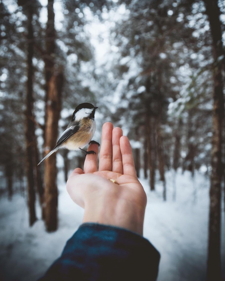 A bird