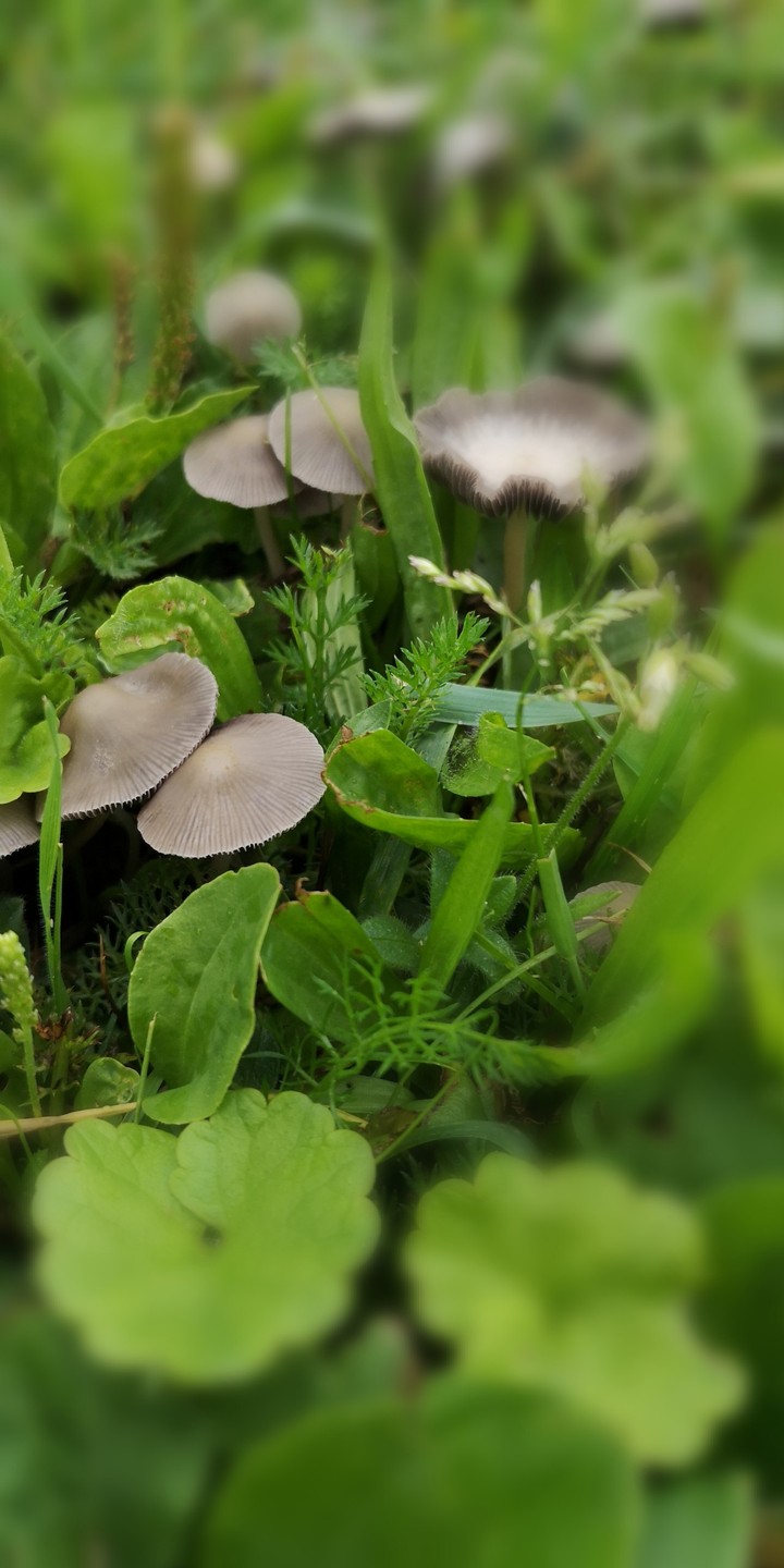 Pilze im Regen